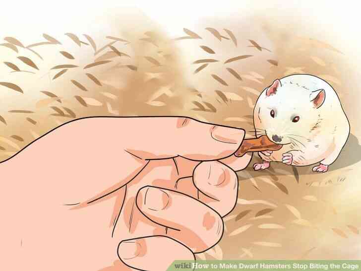 Image intitulée Faire des Hamsters Nains Arrêter de Mordre la Cage à l